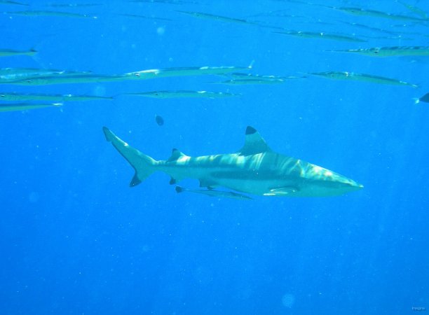 58- Requin pointe noire, remora, et aiguillettes 